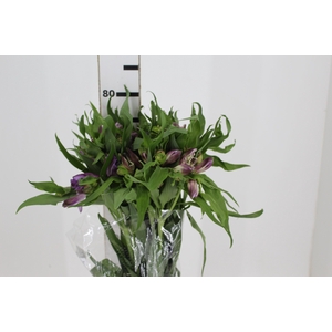 ALSTROEMERIA FLORENTINA 080 CM