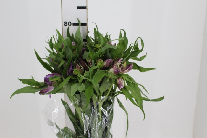<h4>ALSTROEMERIA FLORENTINA 080 CM</h4>