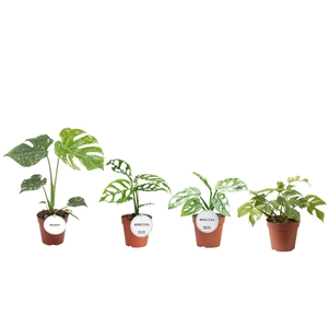 MONSTERA OV
