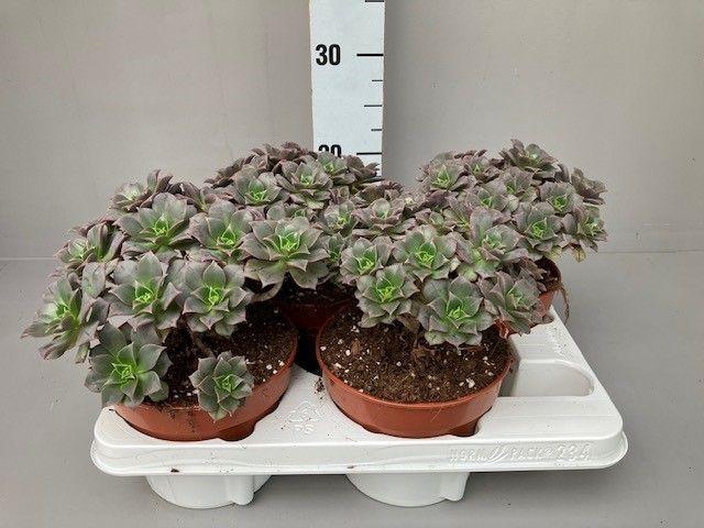 <h4>Aeonium Mary Anne Kunkel</h4>