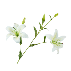 Lilium White