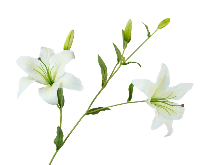 Lilium White