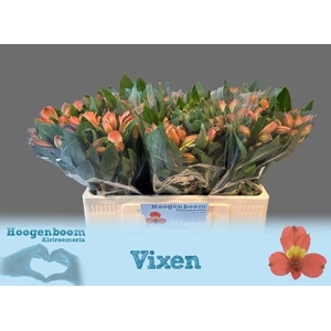 ALSTR VIXEN