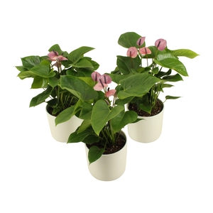 Anthurium XL.23 Sakura Lila 14cm