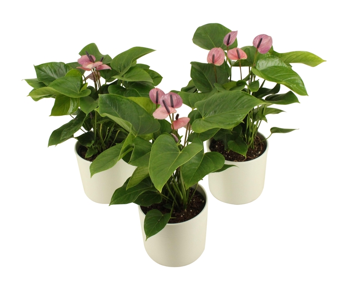 <h4>Anthurium XL.23 Sakura Lila 14cm</h4>
