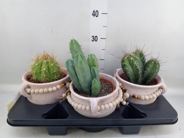 <h4>Cactus   ...</h4>