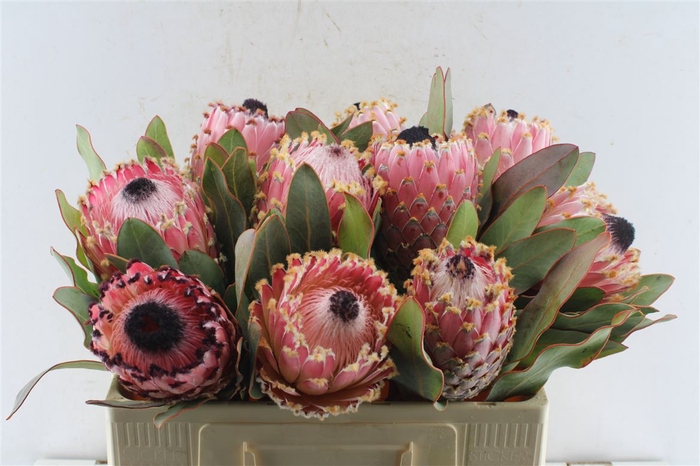 <h4>Protea Magnifica</h4>