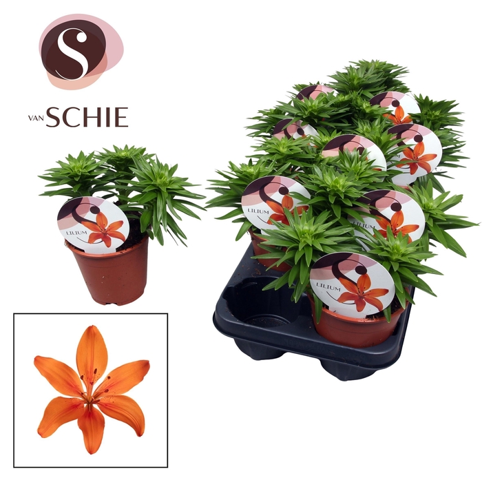 <h4>Lilium Asiatic Watch Me Grow Orange</h4>