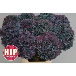 Hydr M Pimpernel Cl 80cm Xxl