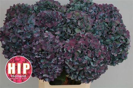 <h4>Hydr M Pimpernel Cl 80cm Xxl</h4>