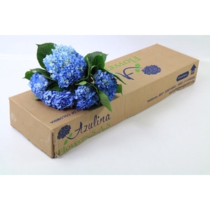 Hydrangea Premium Natural Shocking Blue
