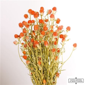 Dried Gomphrena Orange Bunch