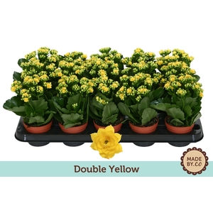 Kalanchoë Double Yellow - no sleeve