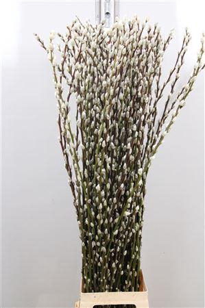 Salix Ca Snow Flake