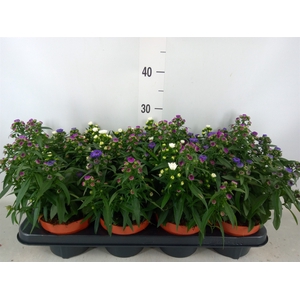 Aster n-b 'Starletta' ..mix