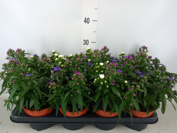 <h4>Aster n-b 'Starletta' ..mix</h4>