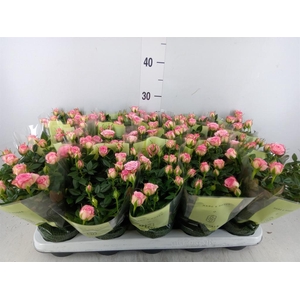 Rosa  'Carousel Kordana'