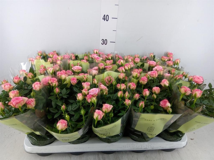 <h4>Rosa  'Carousel Kordana'</h4>