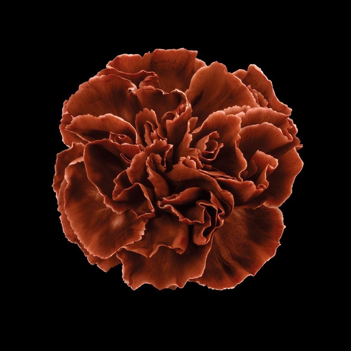 <h4>Dianthus St Brown</h4>