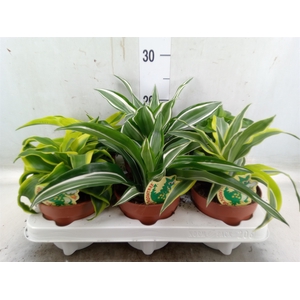Dracaena   ...mix