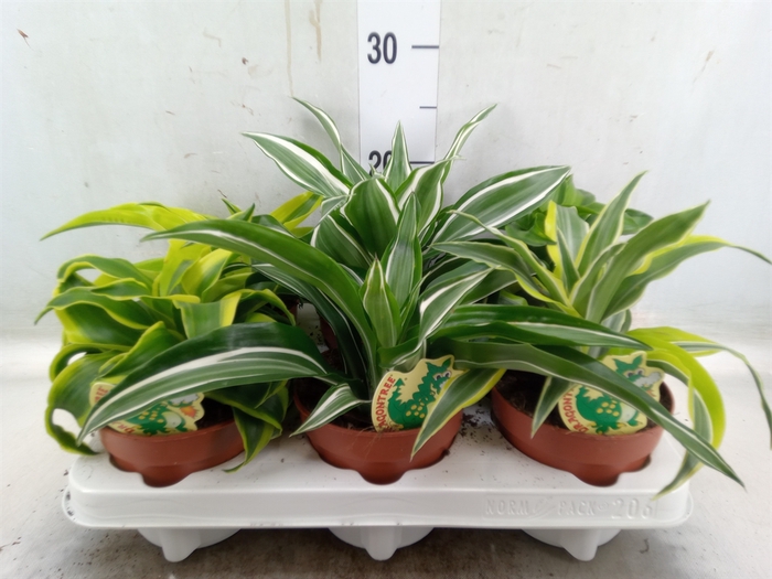 <h4>Dracaena   ...mix</h4>
