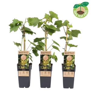 Vitis overig wit