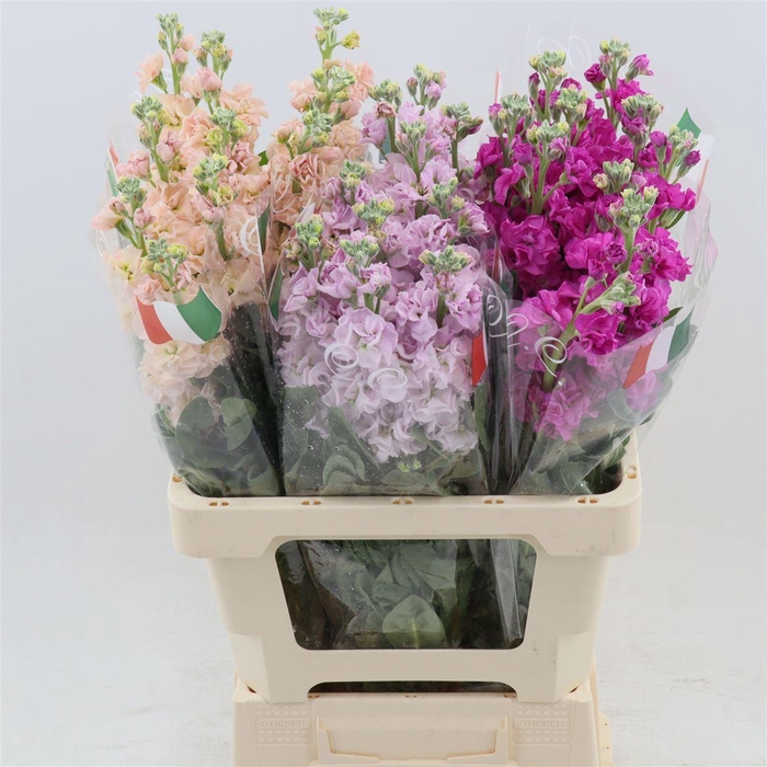 <h4>Matthiola Incana Impala Gemengd In Fust</h4>