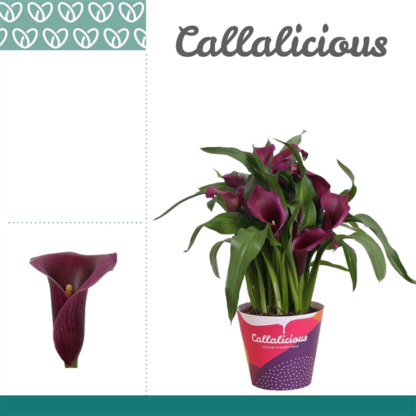 <h4>Zantedeschia Paars in Potcover</h4>