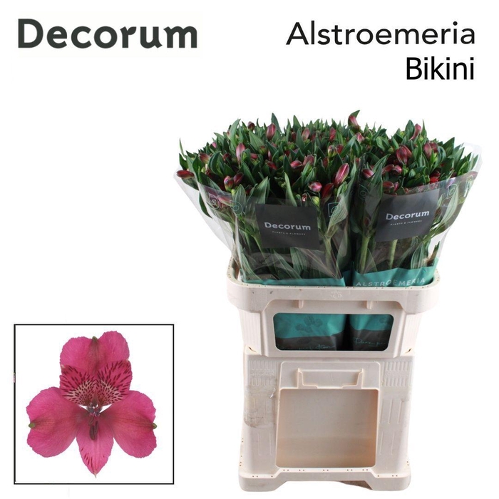 <h4>ALSTR BIKINI Decorum</h4>