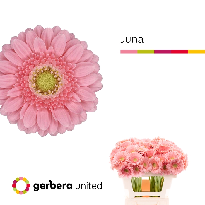 <h4>Germini Juna Water</h4>