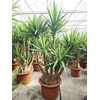 Yucca elephantipes over