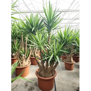 Yucca elephantipes over