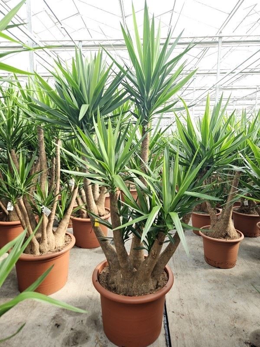 <h4>Yucca elephantipes over</h4>