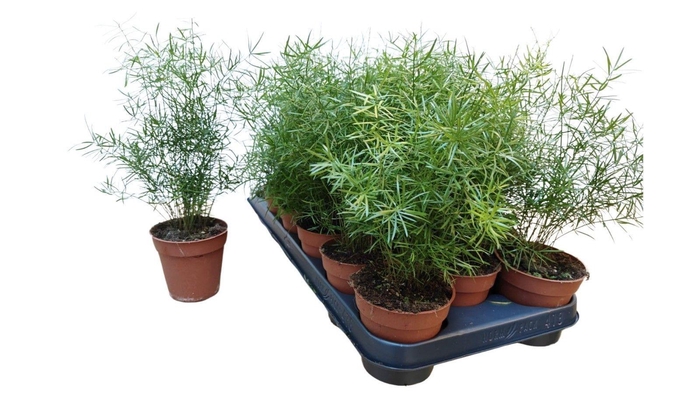 <h4>ASPAR D SPRENGERI</h4>