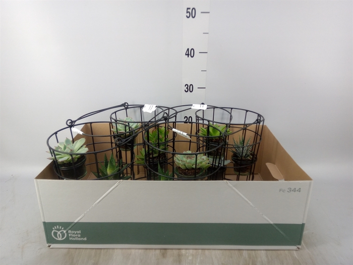 <h4>Arr.  Succulents L%</h4>