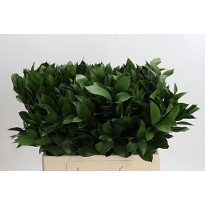 Ruscus aculeatus   ...groot blad