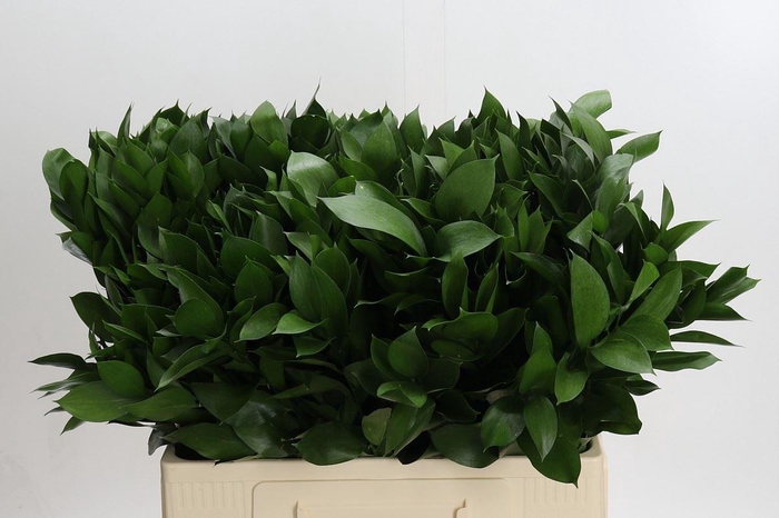 <h4>Ruscus aculeatus   ...groot blad</h4>