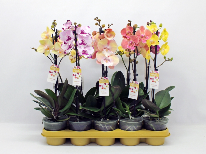 <h4>Gemengd 1-tak 50cm (RIJP)</h4>