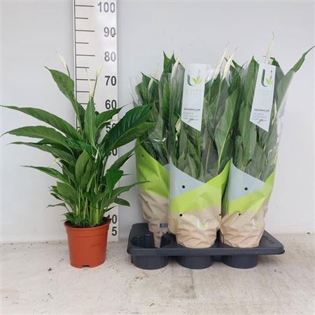 <h4>Spathiphyllum 'Vivaldi'</h4>