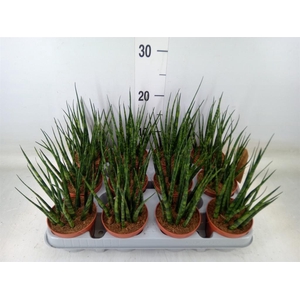 Sansevieria  'Fernwood'
