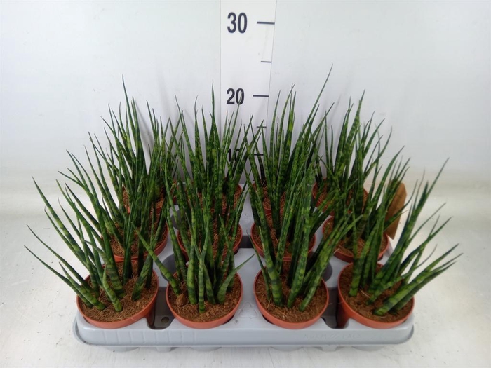 <h4>Sansevieria  'Fernwood'</h4>