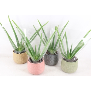 arr3 OV - Ker. Brasil Aloe vera x4