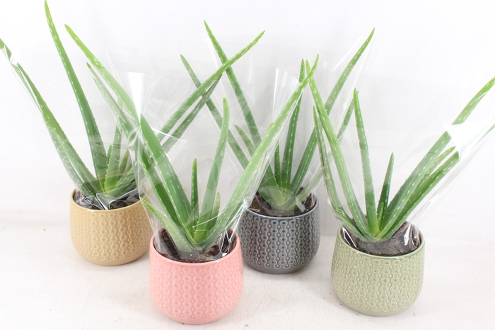 <h4>arr3 OV - Ker. Brasil Aloe vera x4</h4>