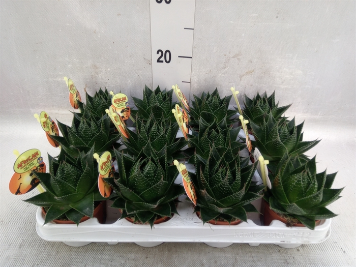 <h4>Aloe aristata 'Cosmo'</h4>