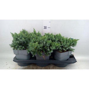 Juniperus squamata 'Blue Star'