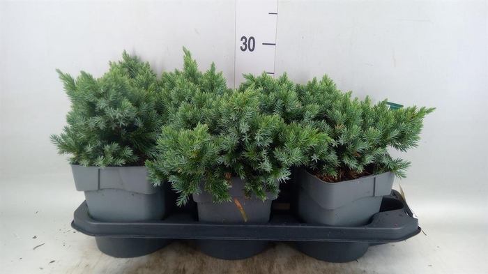 <h4>Juniperus squamata 'Blue Star'</h4>