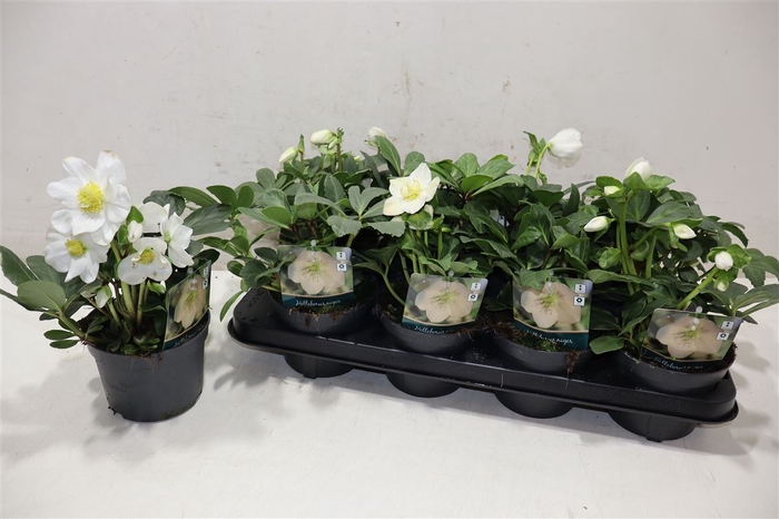 <h4>Hell Ni Advent Star</h4>