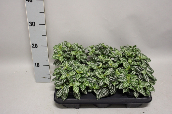 <h4>Indoor Peperomia 3</h4>