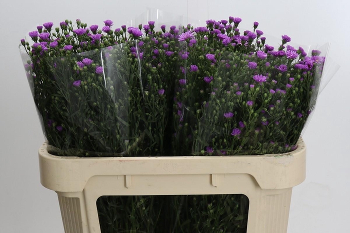 <h4>Aster Casarosa</h4>