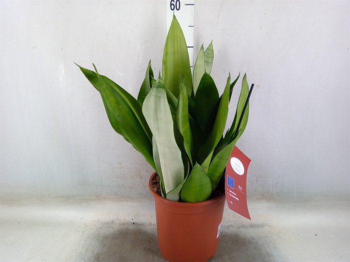 <h4>Sansevieria trifa. 'Moonshine'</h4>